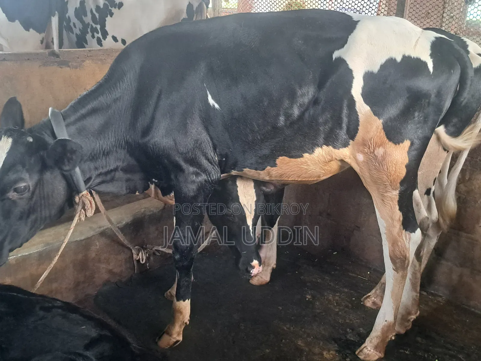 ফ্রিজিয়ান বকনা