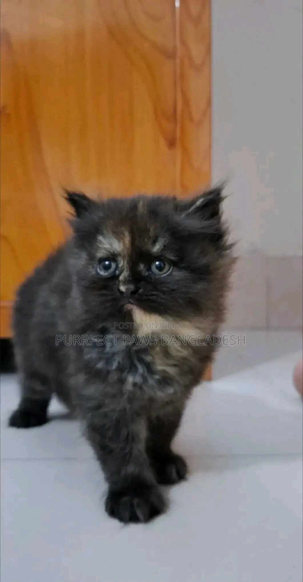 1-3 months Female Purebred Persian