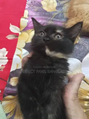 1-3 months Female Purebred Persian