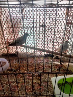 ডায়মন্ড ঘুঘু বেবি