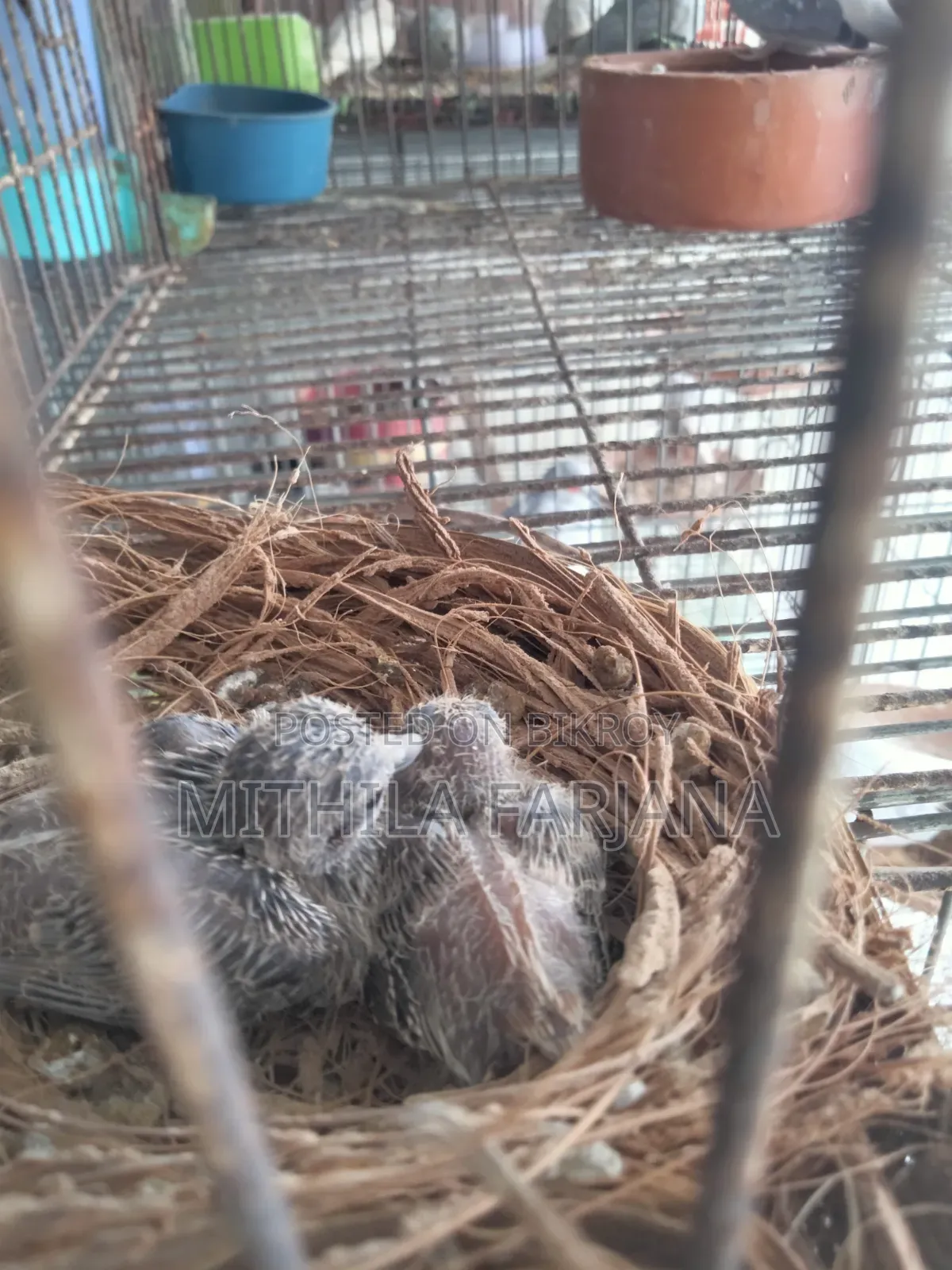 ডায়মন্ড ঘুঘু বেবি
