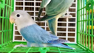Lovebird Female