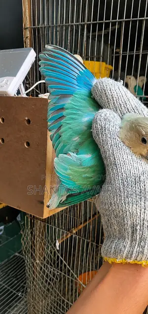 Lovebird Female