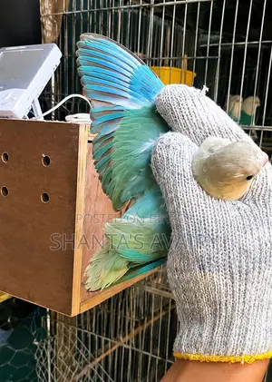 Lovebird Female