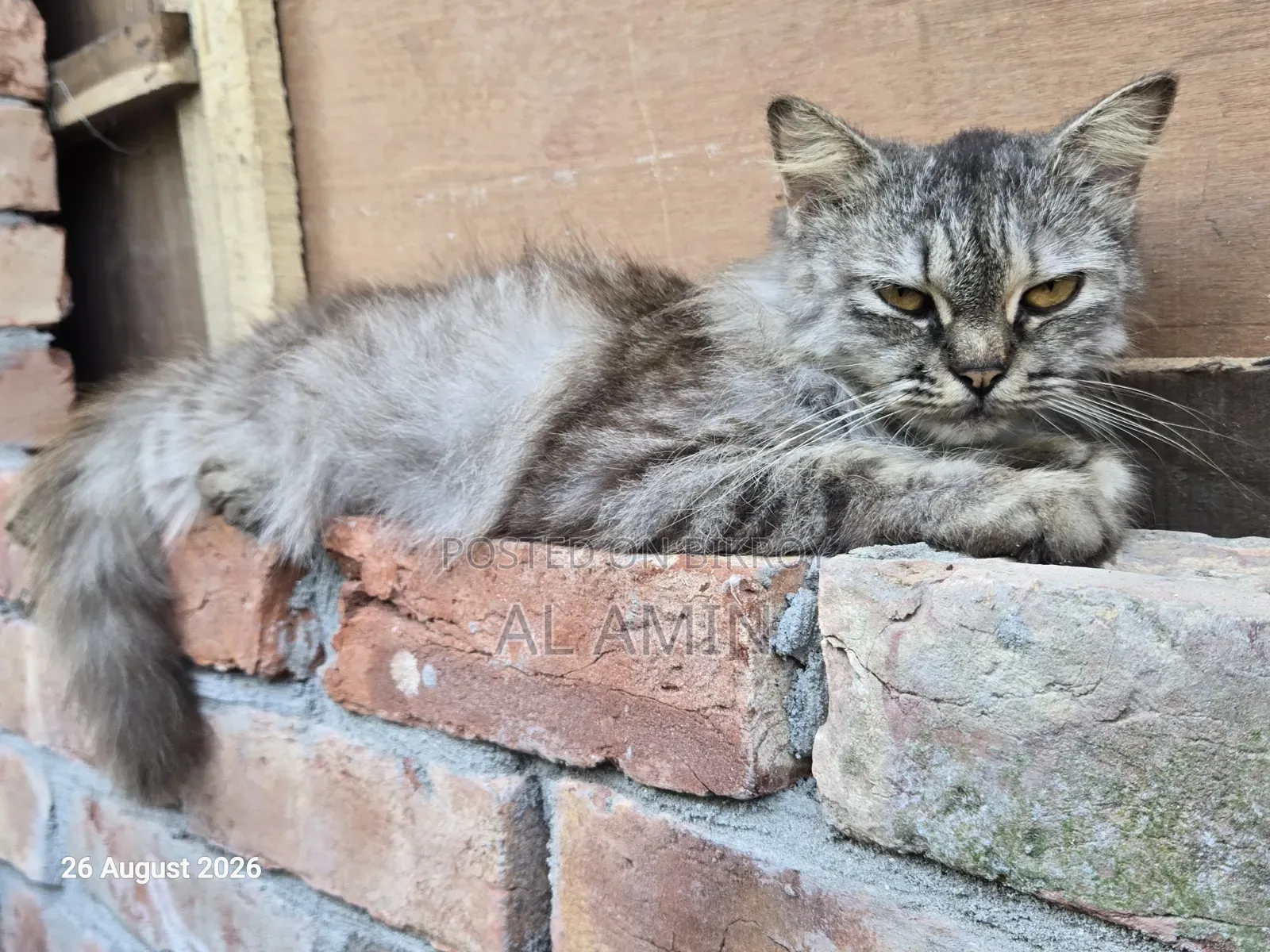 ১+ বছরের খাঁটি পার্সিয়ান মাদি বিড়াল