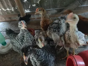 দেশী মুরগির বাচ্ছা