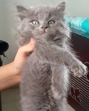 1-3 months Male Mixed Breed British Shorthair