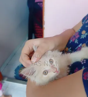 1-3 months Female Purebred Persian