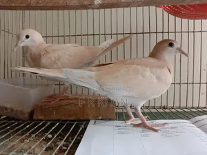 Ghughu Pakhi
