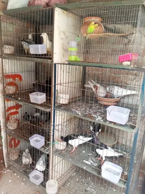 কবুতর আর খাঁচা