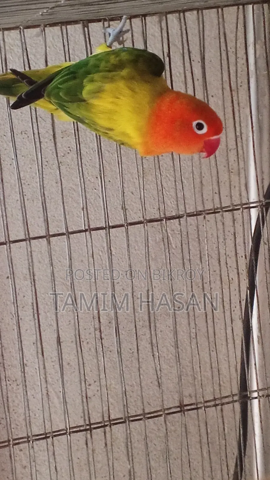 Green Euwing Opaline Female