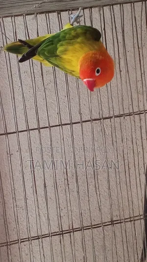 Green Euwing Opaline Female