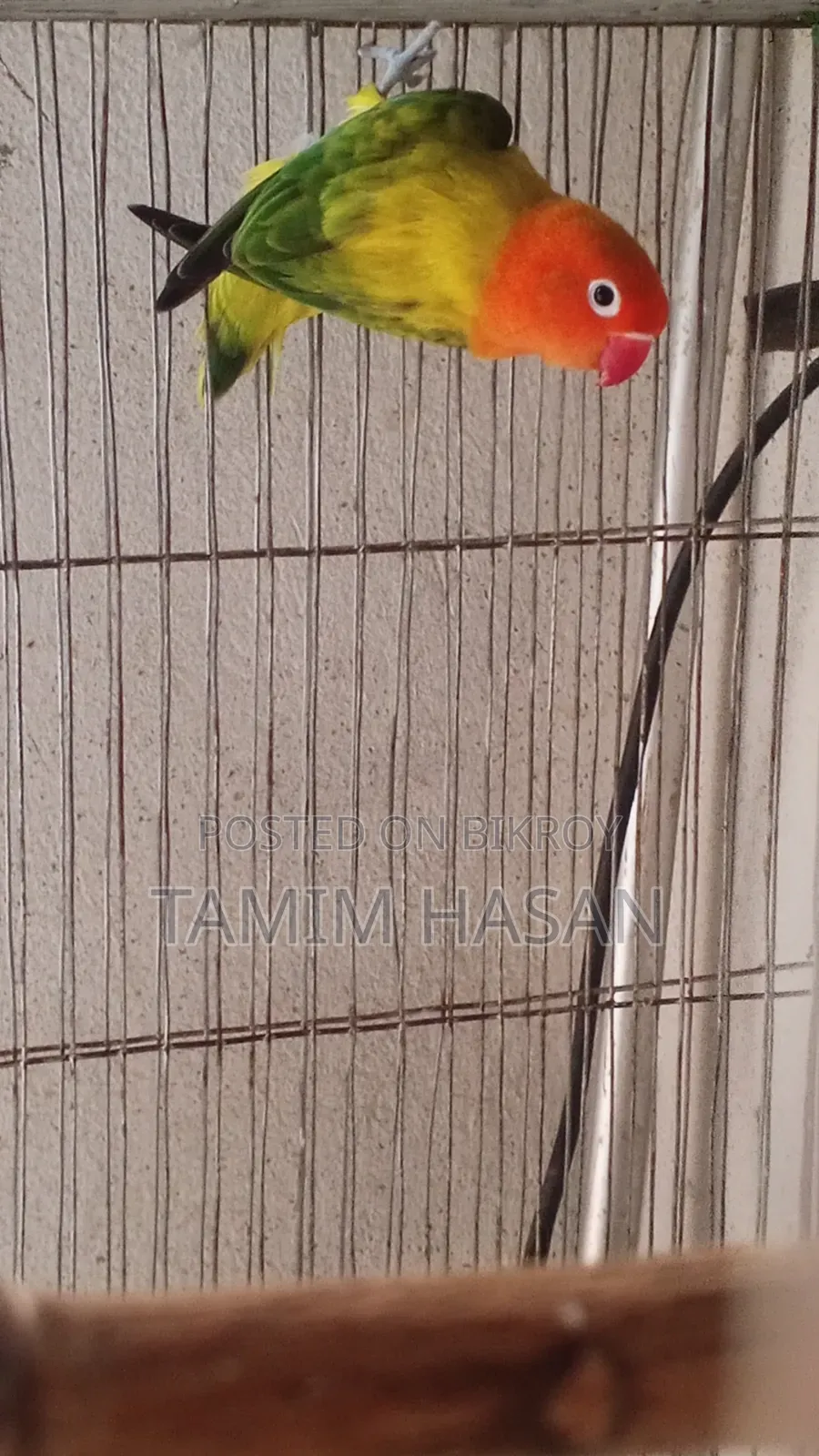 Green Euwing Opaline Female
