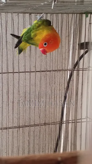 Green Euwing Opaline Female
