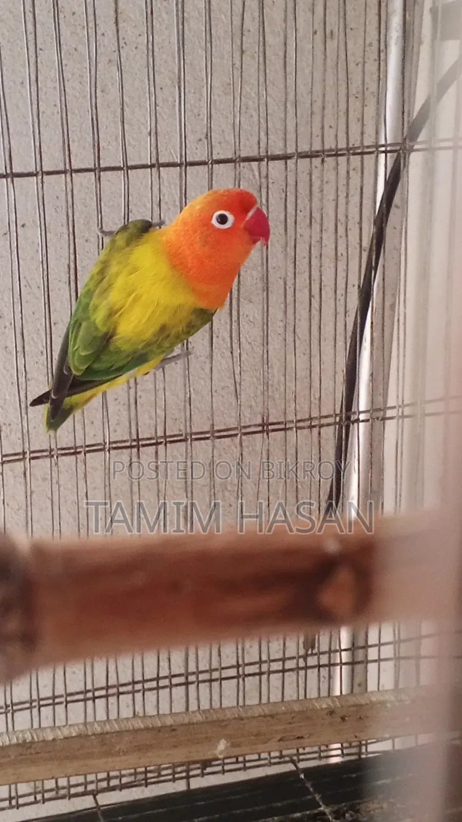 Green Euwing Opaline Female