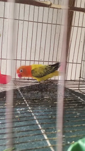 Semi Adult Green Euwing Love Bird