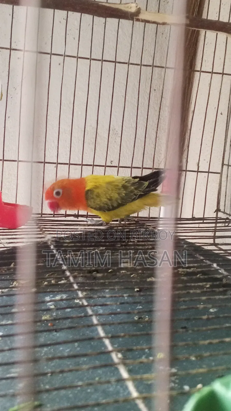 Semi Adult Green Euwing Love Bird