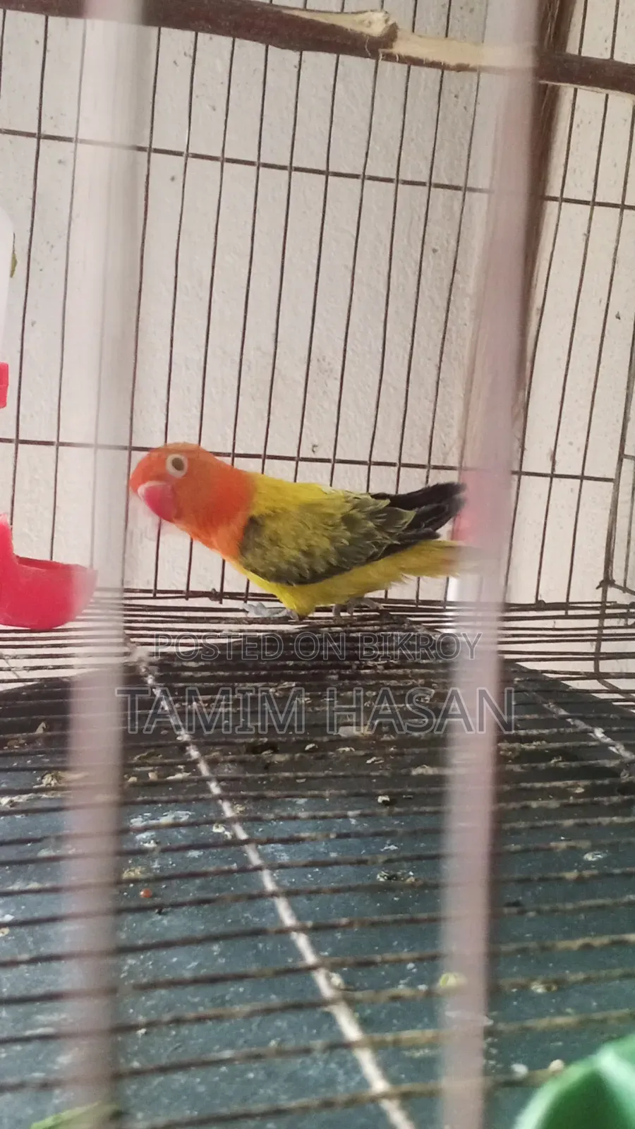 Semi Adult Green Euwing Love Bird