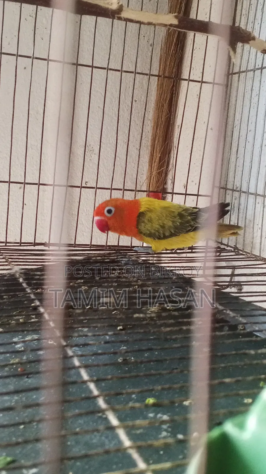 Semi Adult Green Euwing Love Bird