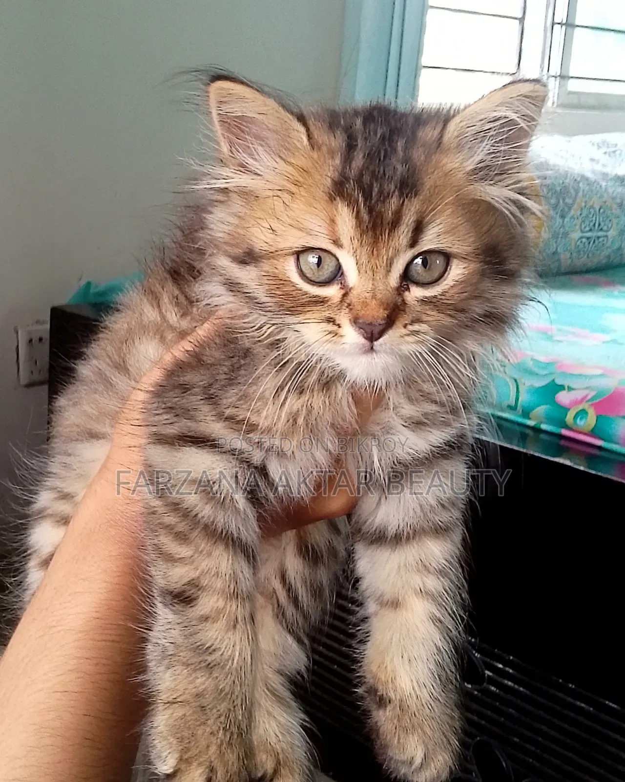 1-3 months Female Purebred Persian