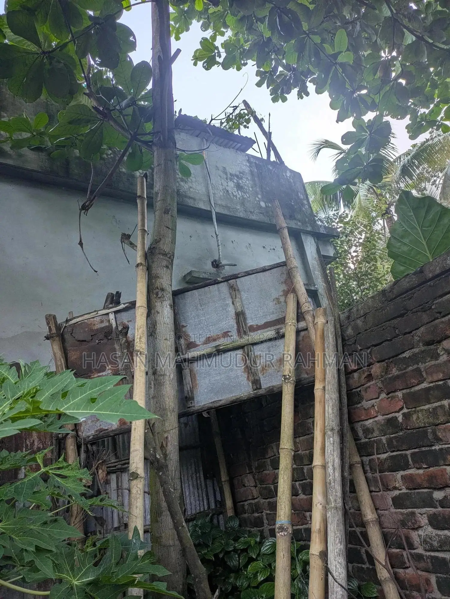 4 Mahogany trees, 1 Hog Plum tree and 1 Almond tree for sale