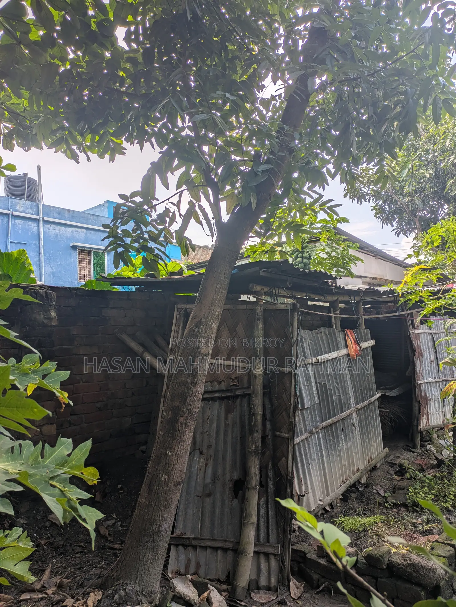 4 Mahogany trees, 1 Hog Plum tree and 1 Almond tree for sale