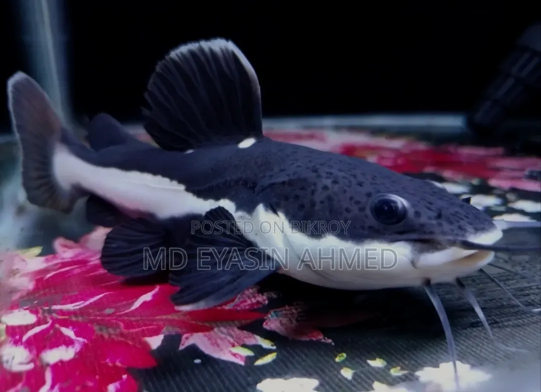 Red Tail Cat Fish