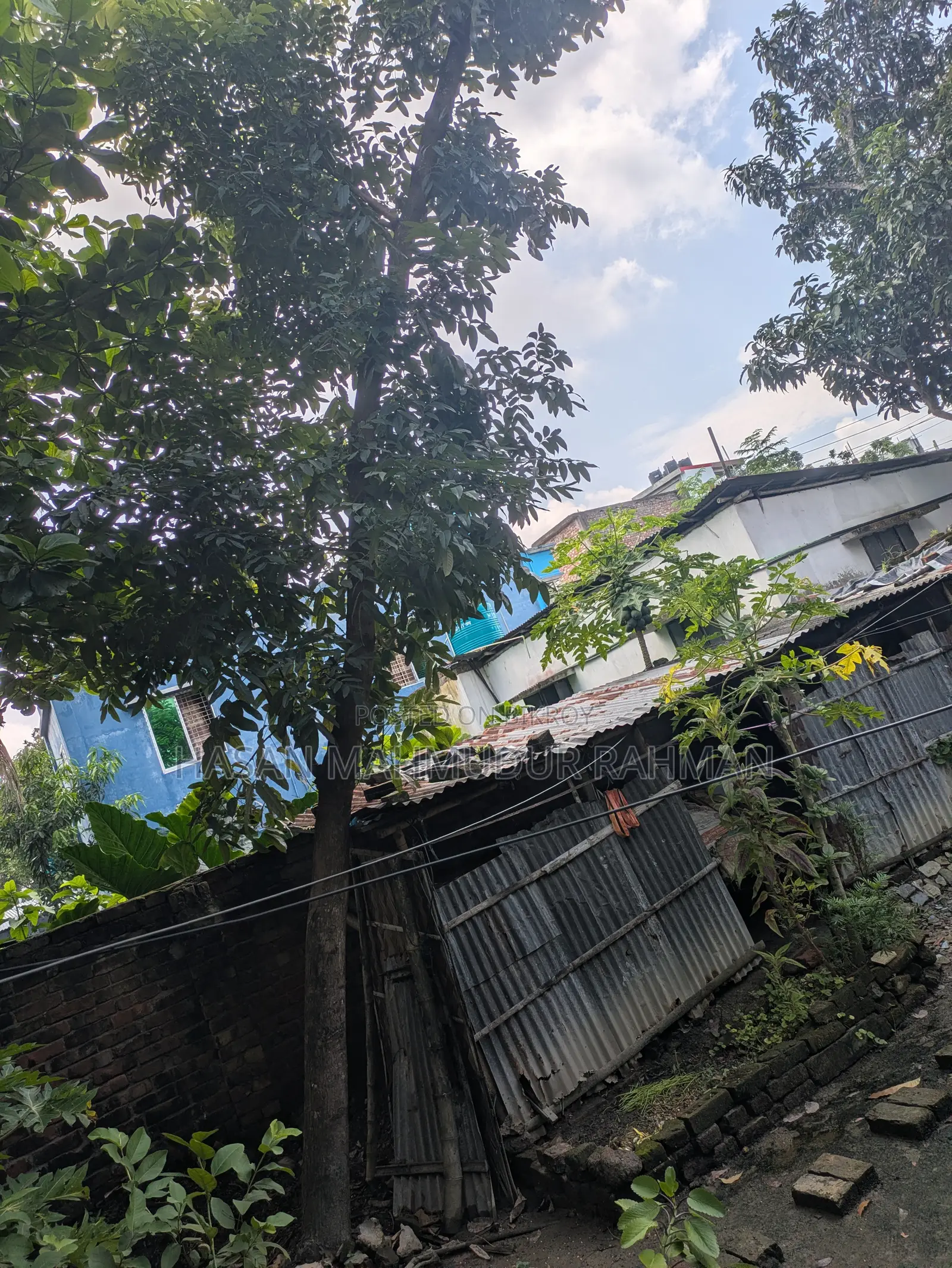 4 Mahogany trees, 1 Hog Plum tree and 1 Almond tree for sale