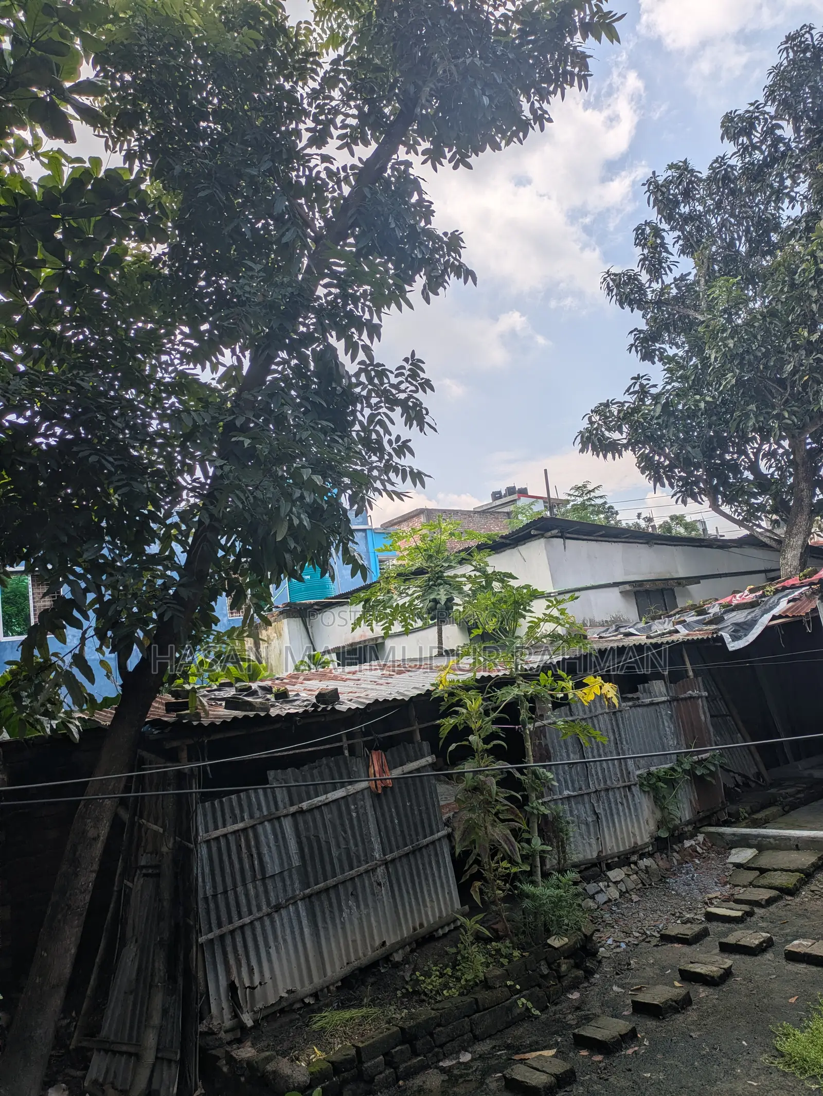 4 Mahogany trees, 1 Hog Plum tree and 1 Almond tree for sale