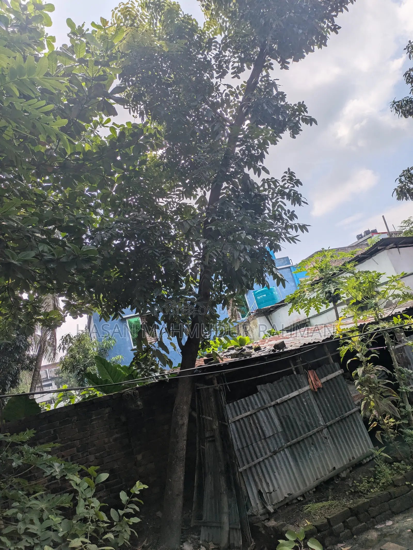 4 Mahogany trees, 1 Hog Plum tree and 1 Almond tree for sale