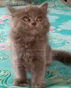 1-3 months Male Mixed Breed British Shorthair
