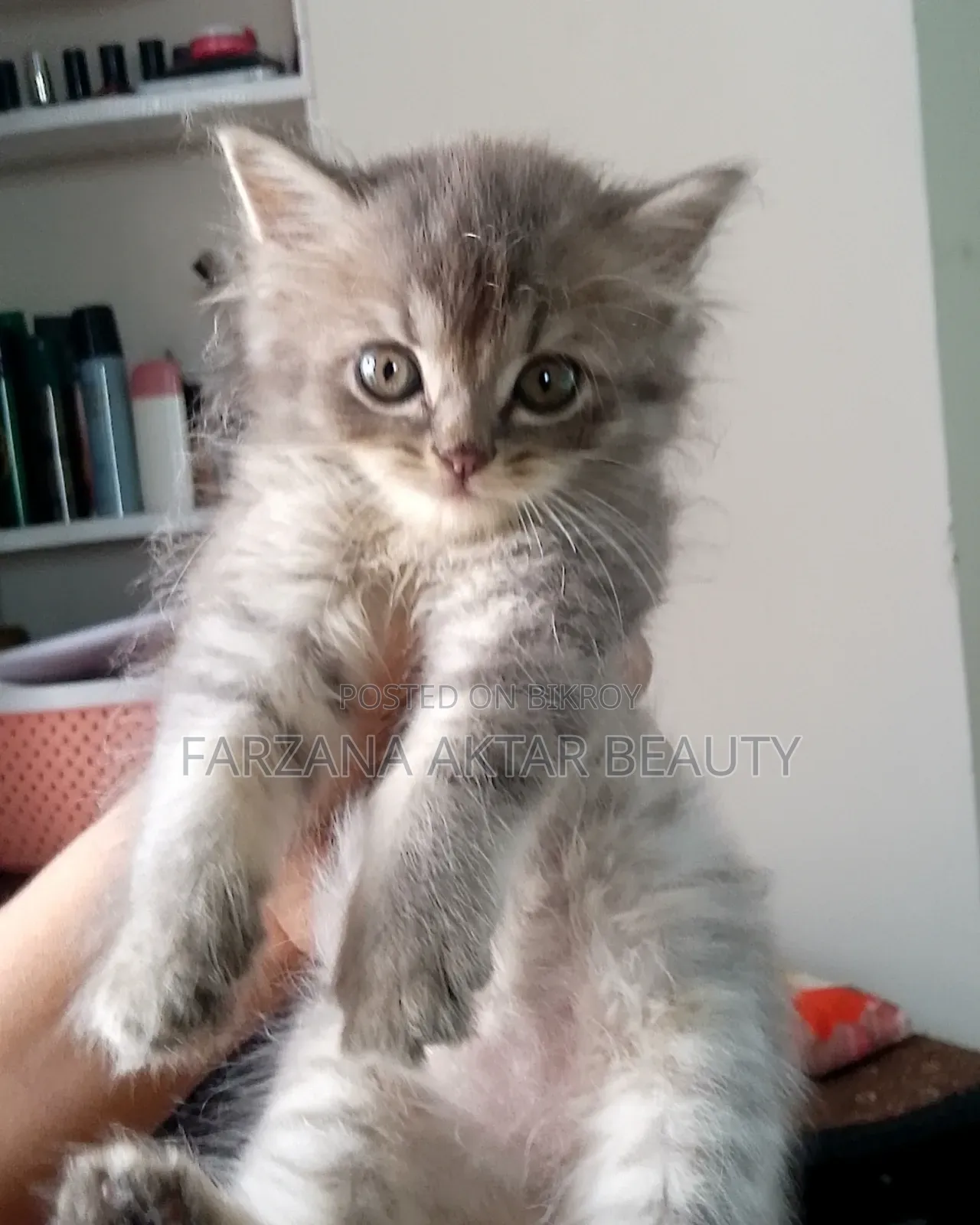 1-3 months Male Purebred Persian