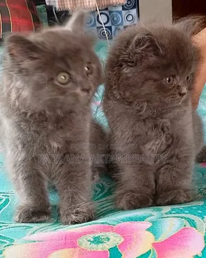 1-3 months Male Mixed Breed British Shorthair
