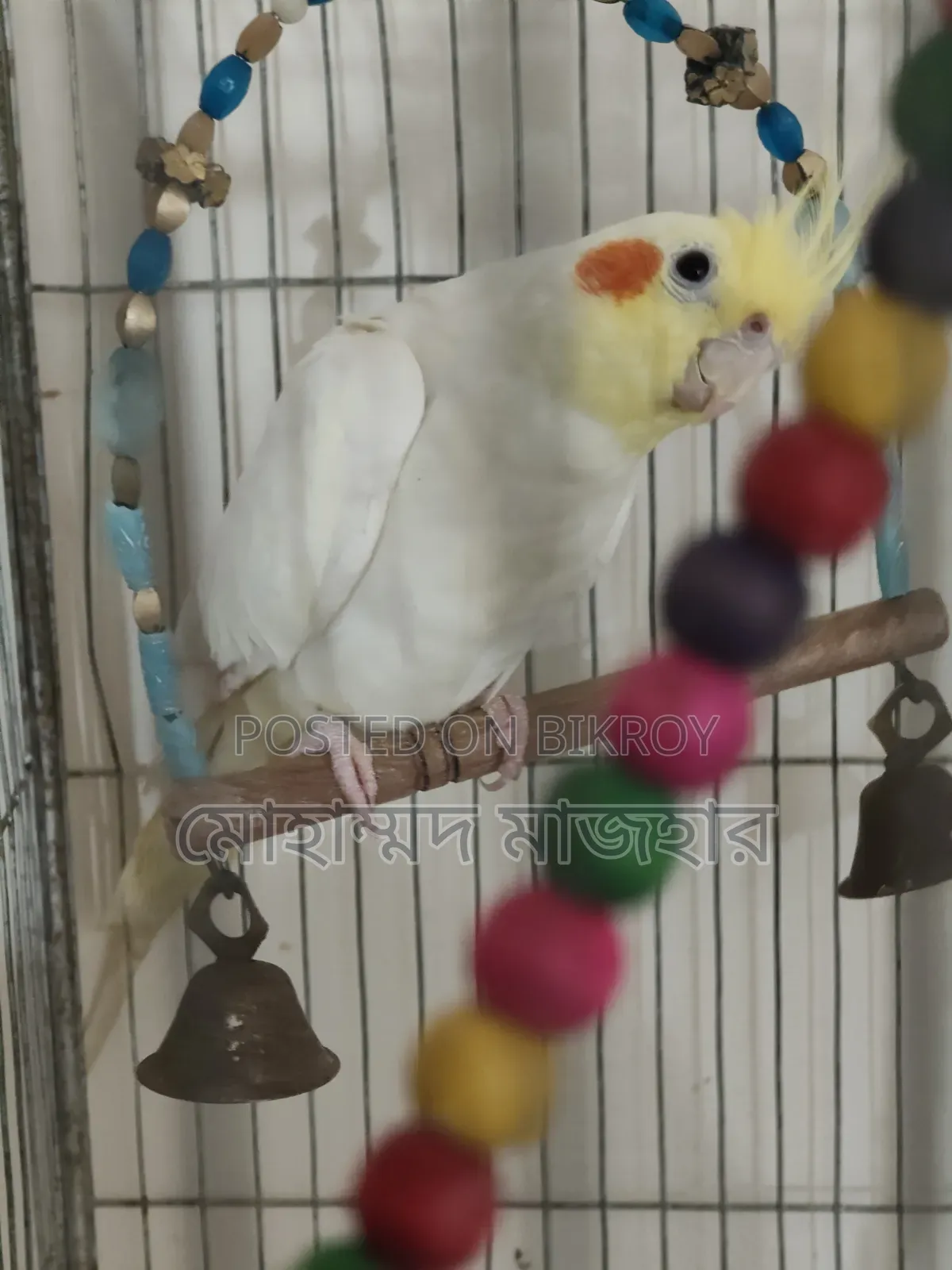 Lutino Male Cockatiel (Age 10 Months)