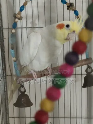 Lutino Male Cockatiel (Age 10 Months)