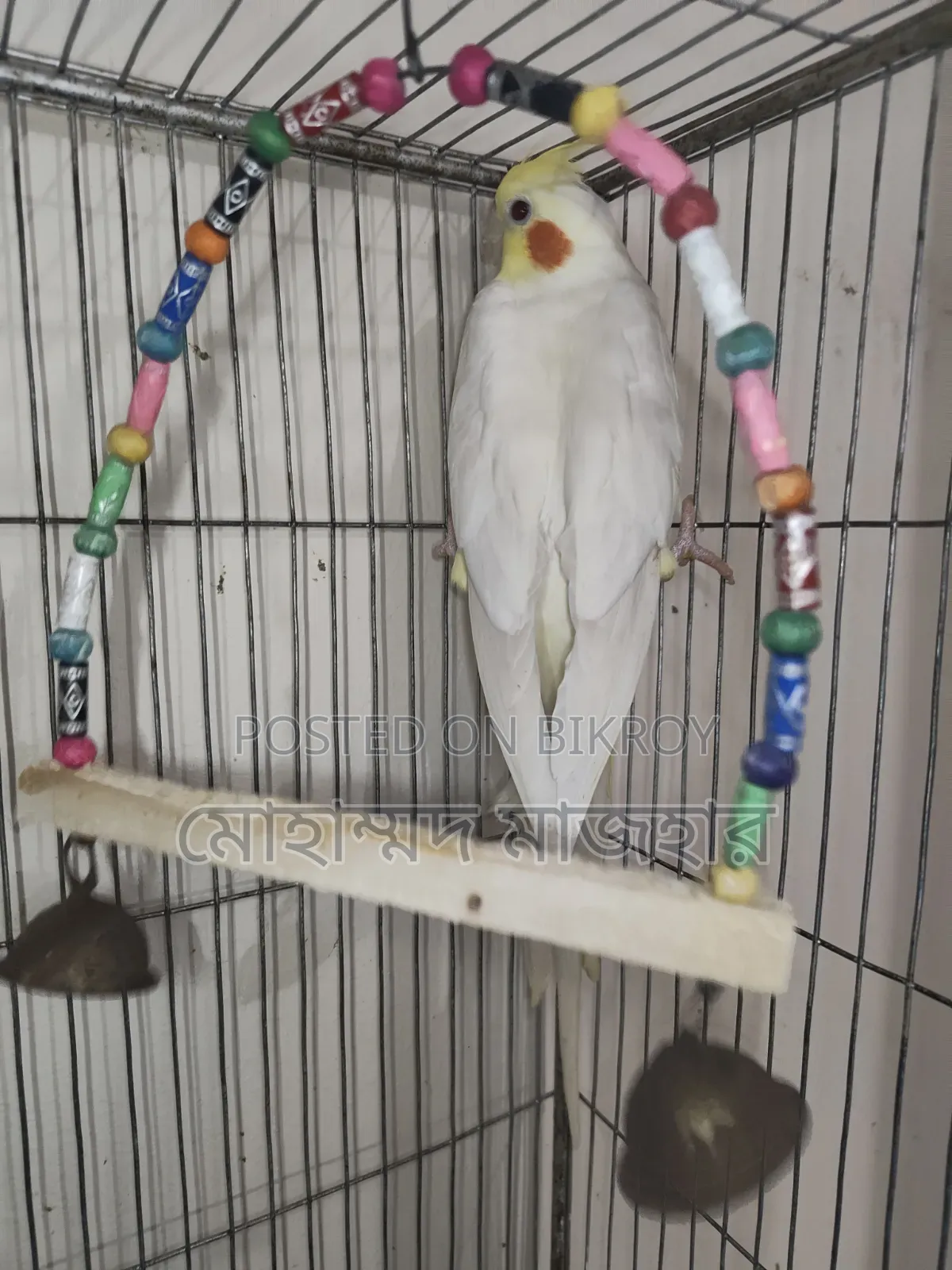 Lutino Male Cockatiel (Age 10 Months)
