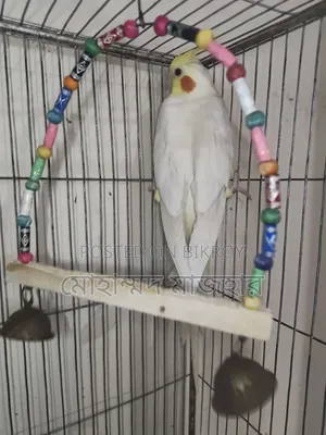 Lutino Male Cockatiel (Age 10 Months)