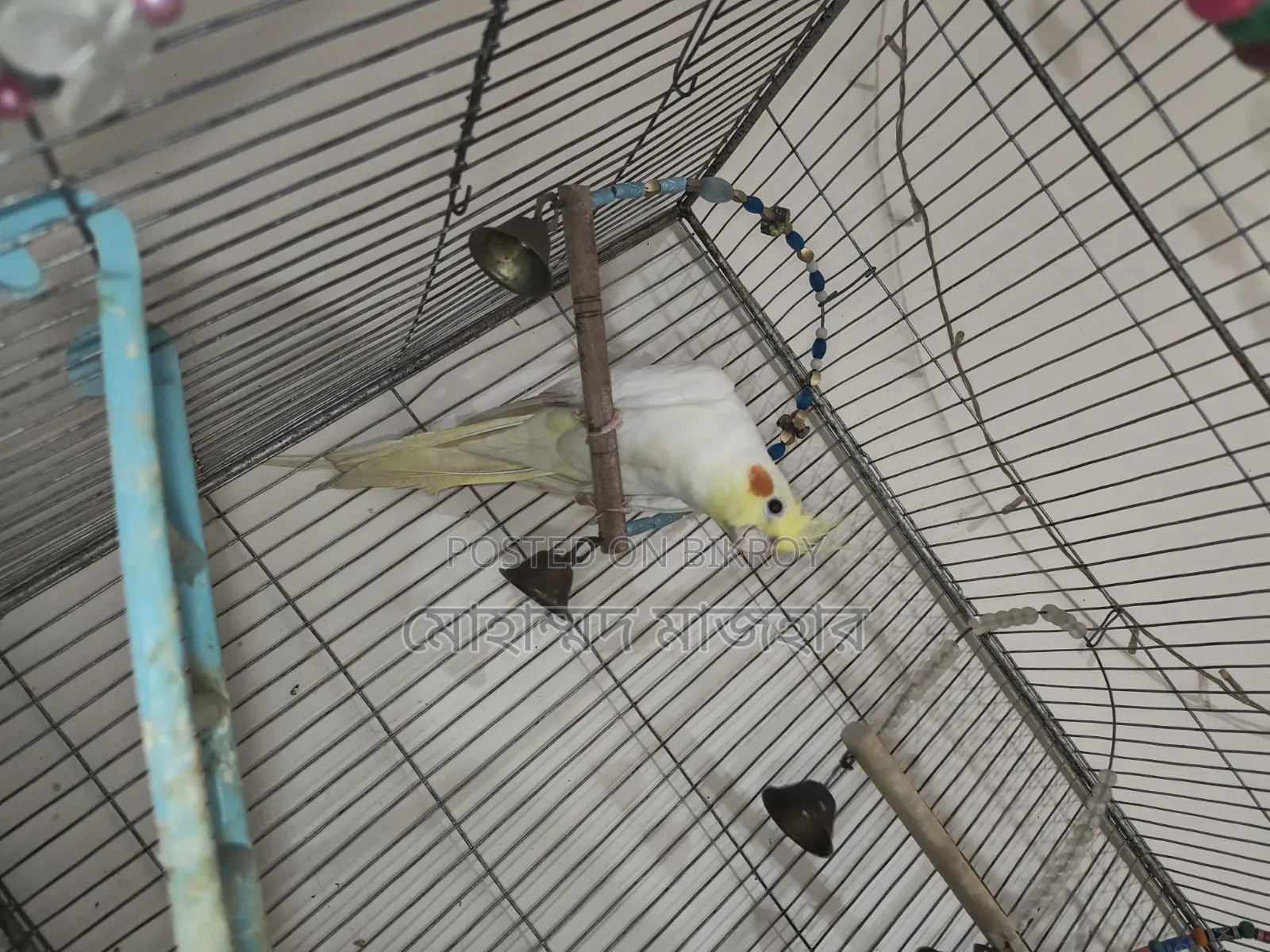 Lutino Male Cockatiel (Age 10 Months)
