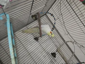 Lutino Male Cockatiel (Age 10 Months)