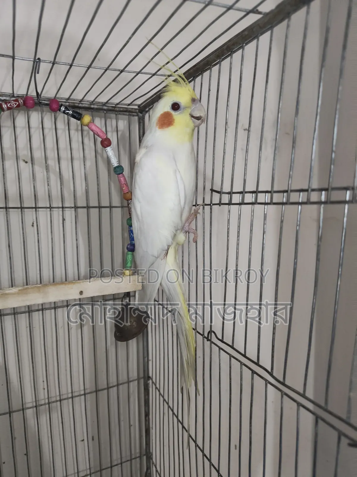 Lutino Male Cockatiel (Age 10 Months)