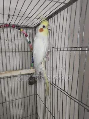 Lutino Male Cockatiel (Age 10 Months)