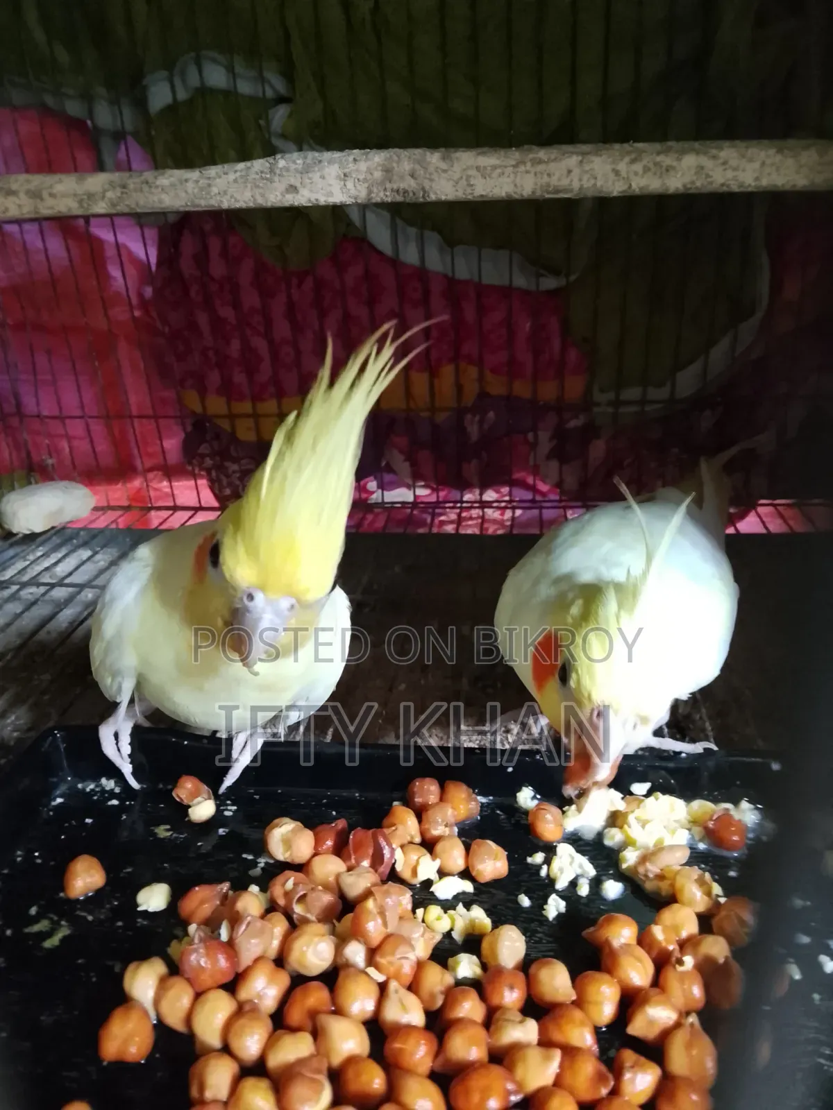 ডিম সহ Cockatiel Running Pair