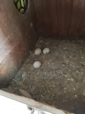 ডিম সহ Cockatiel Running Pair