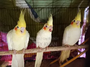 ডিম সহ Cockatiel Running Pair