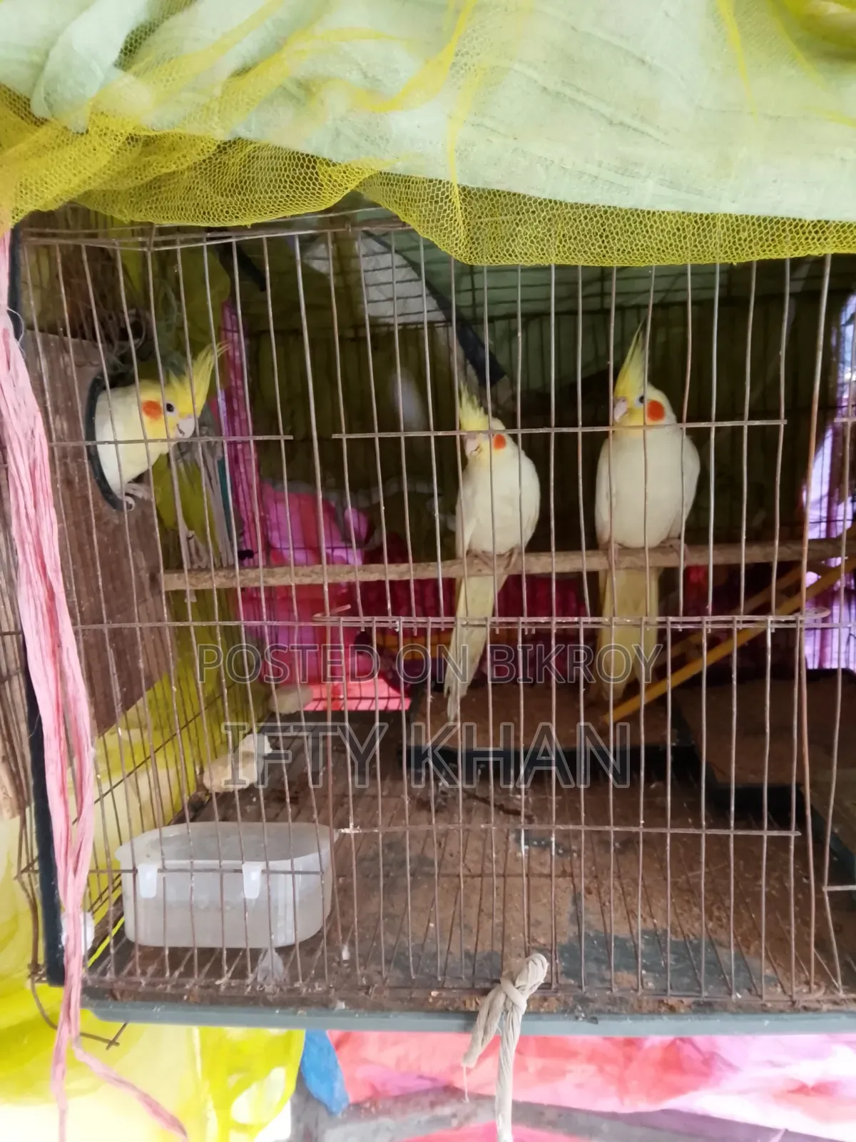 ডিম সহ Cockatiel Running Pair