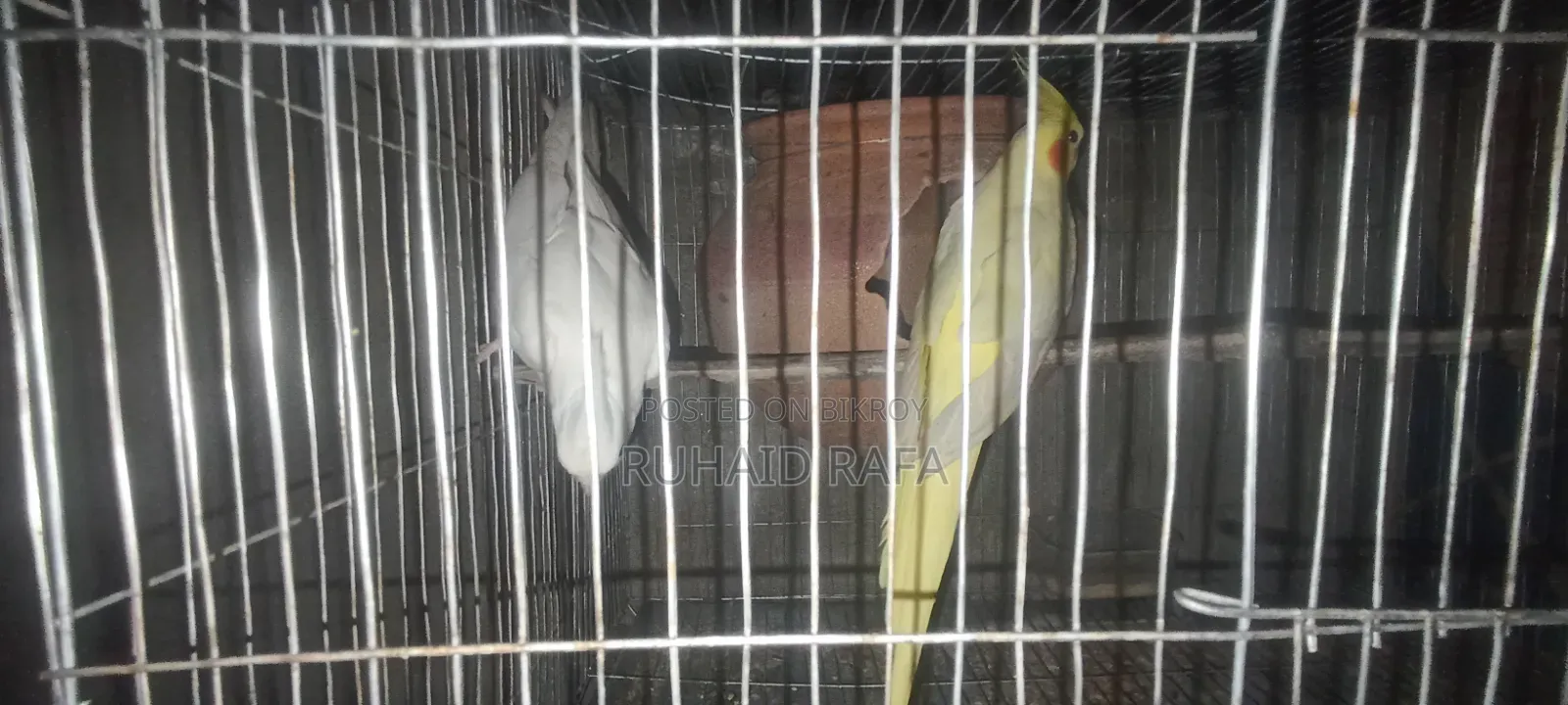 লুটিনো এবং অ্যালবিনো কোকাটেল।
