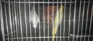 লুটিনো এবং অ্যালবিনো কোকাটেল।