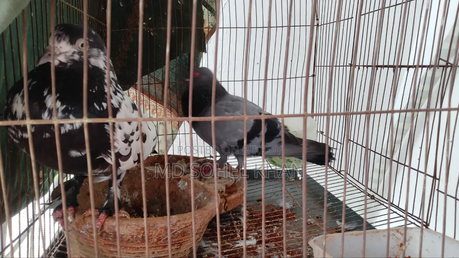 ভাল জাতের কবুতর বিক্রি হবে