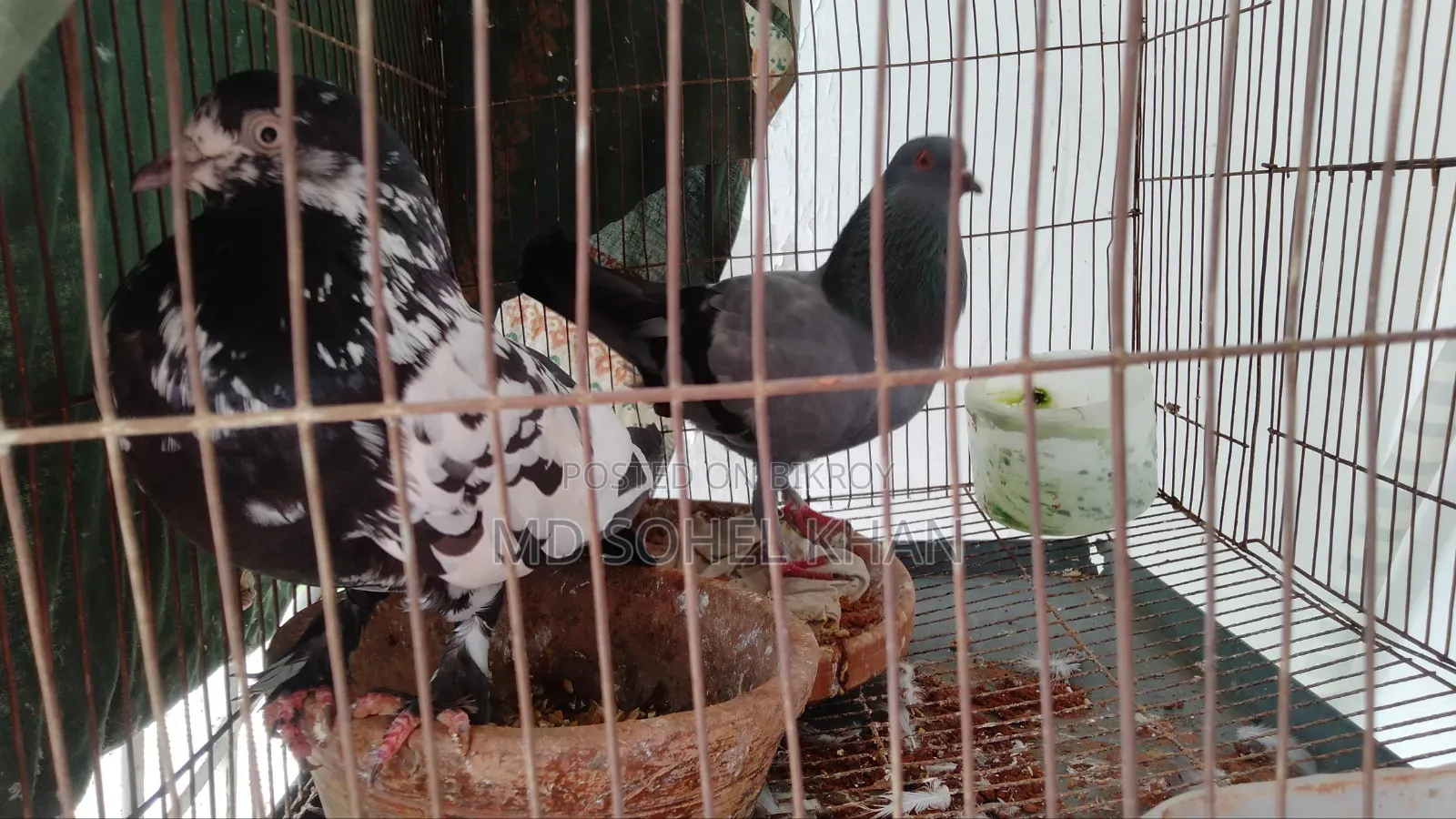 ভাল জাতের কবুতর বিক্রি হবে