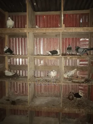 পোষা কবুতর বিক্রয় হবে